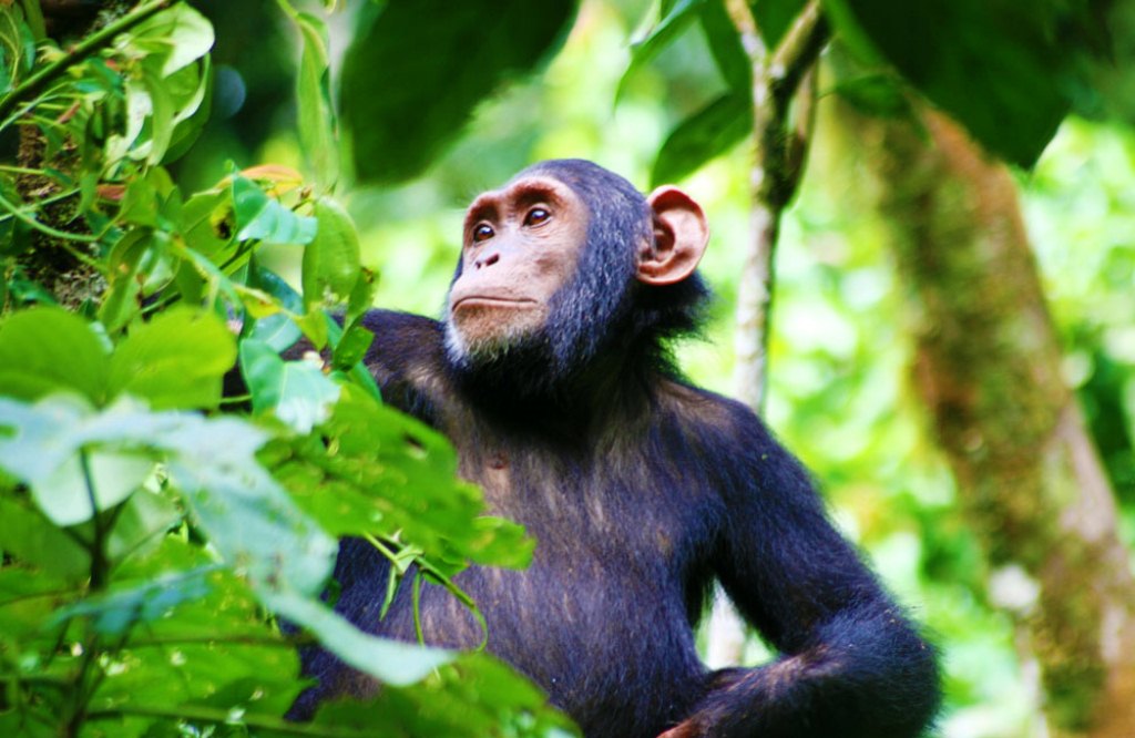 7-Day Uganda Gorilla, Chimpanzee and Queen Elizabeth Safari