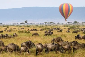 Wild beast Migration