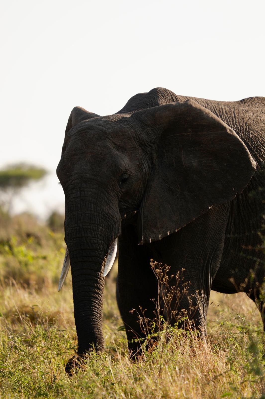 Elephants Tarangire Tanzania