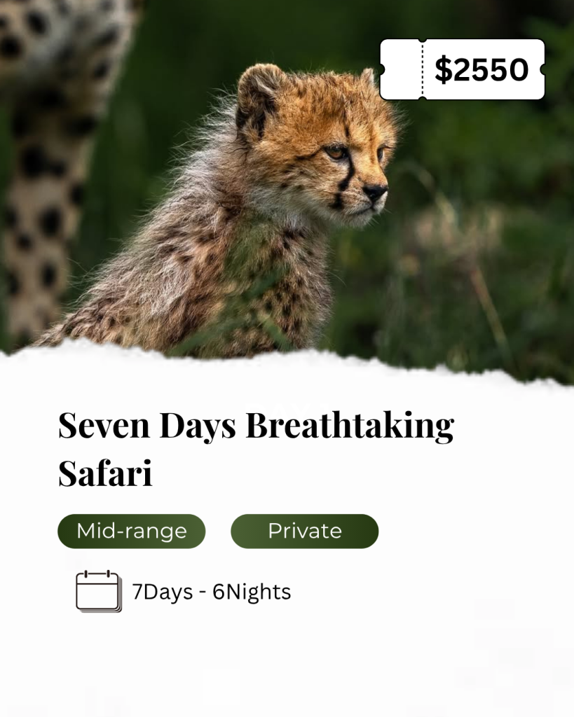 cheetah