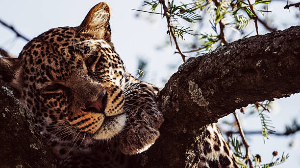 5-Day Kruger and Panorama Route Safari