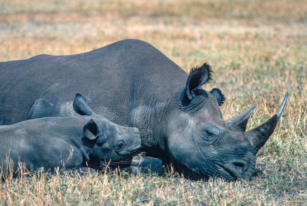 3-Day Ngorongoro and Ndutu Calving Season Wildlife Safari