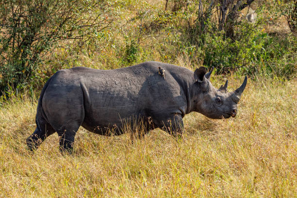 Black rhinoceros in Tanzania safari country
