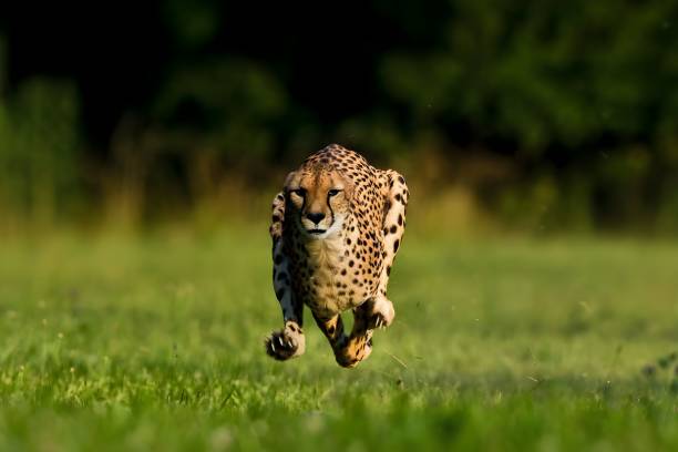 Cheetah running
