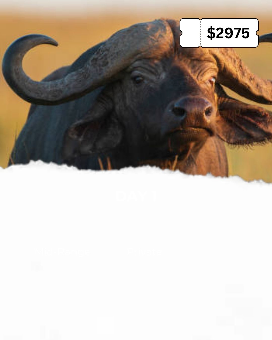Safari