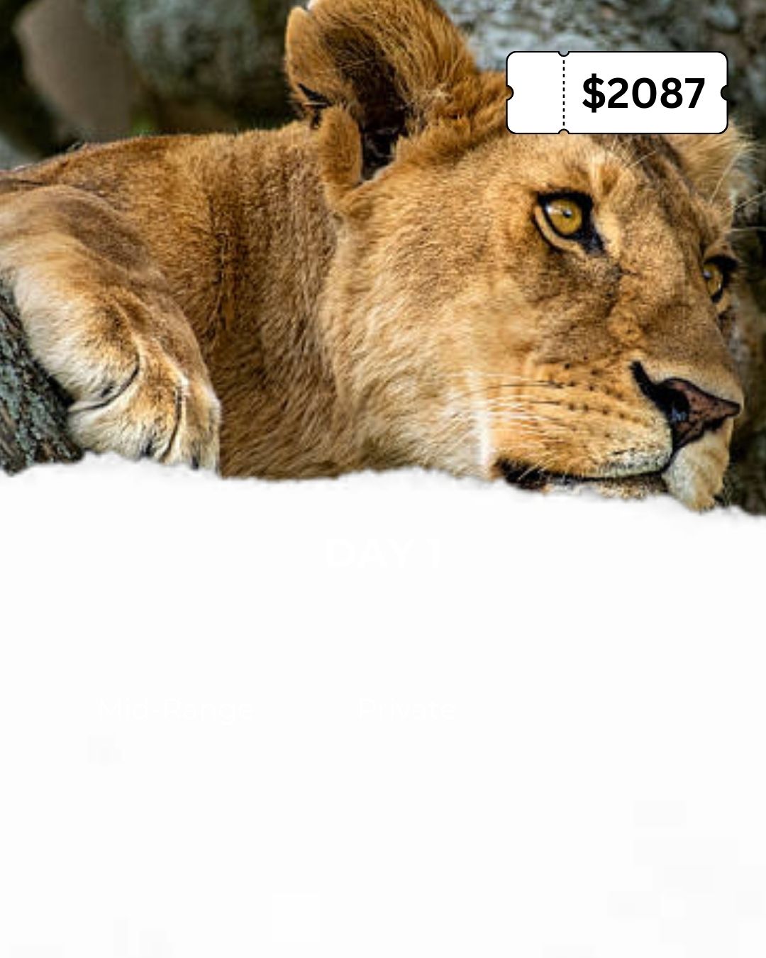 Safari