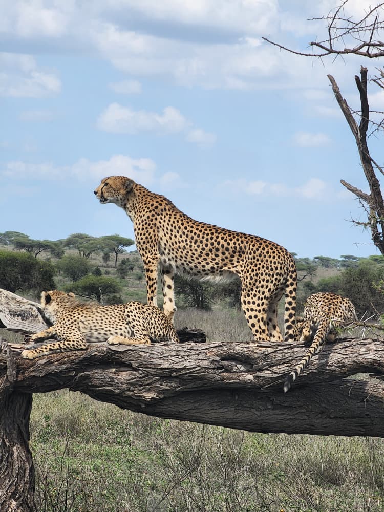Big Five Safari Tanzania