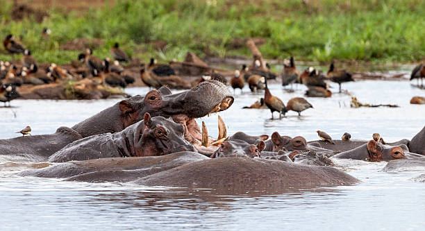 Lake Manyara soda lake