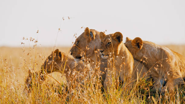 5-Day Kruger and Panorama Route Safari
