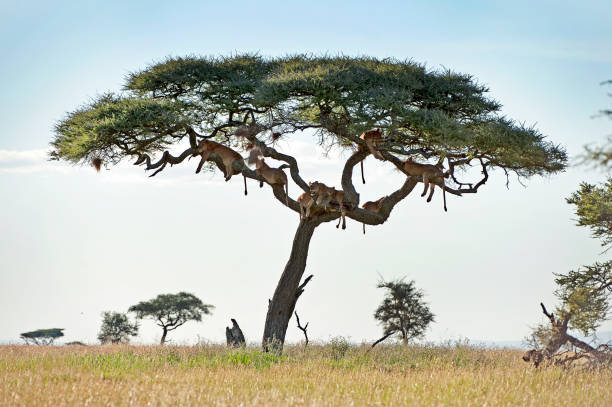 Lions in acacia trees