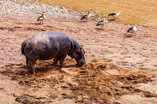 Northern Serengeti