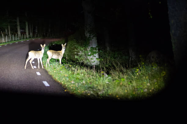 Night Safari