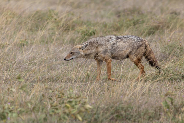 Serengeti plains