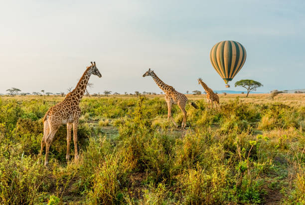 Tanzania Safari Map Preview
