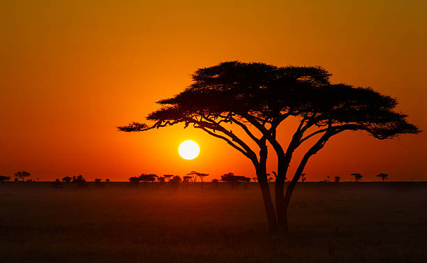 Central Serengeti