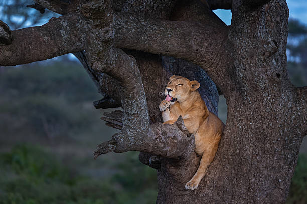 Tree climbing lions
