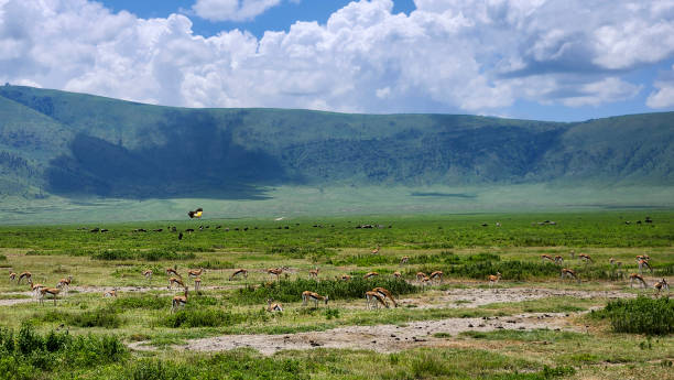 Crater wildlife