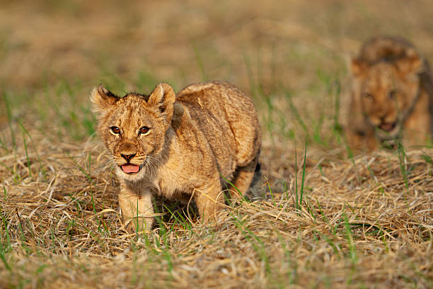 Serengeti lion