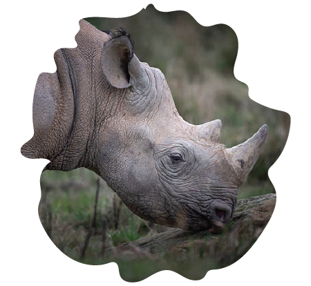Black Rhino