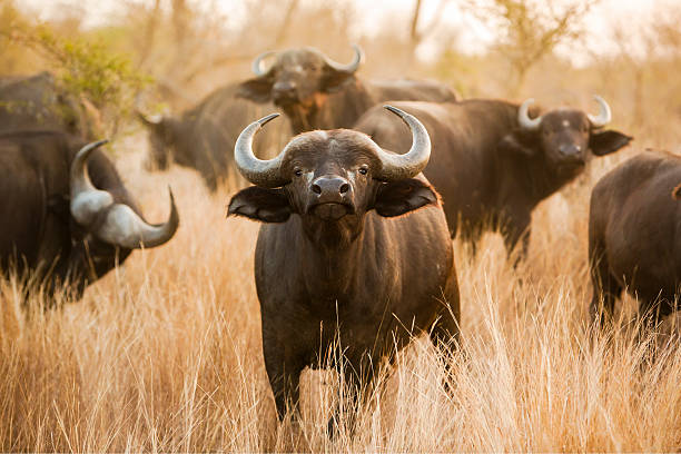 African Buffalo Tanzania