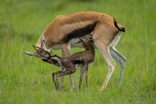 Ngorongoro and Ndutu calving safari image