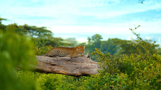 Ngorongoro Crater