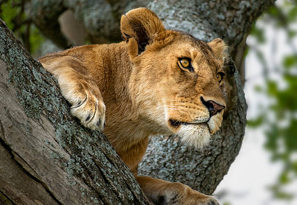6-Day Best of Northern Tanzania Parks Affordable Safari