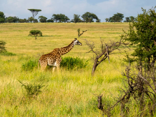 Giraffe