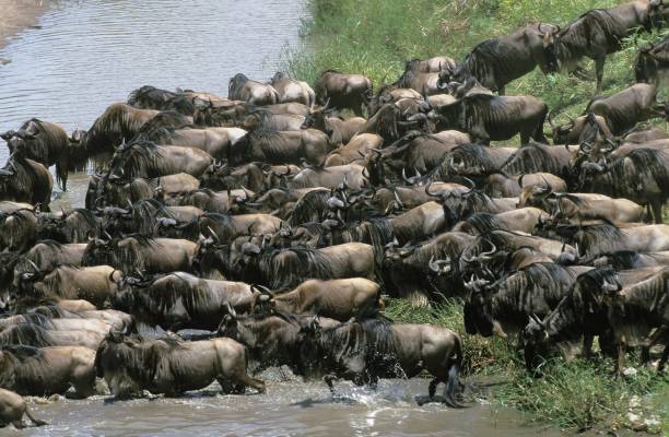 Wildebeest migration