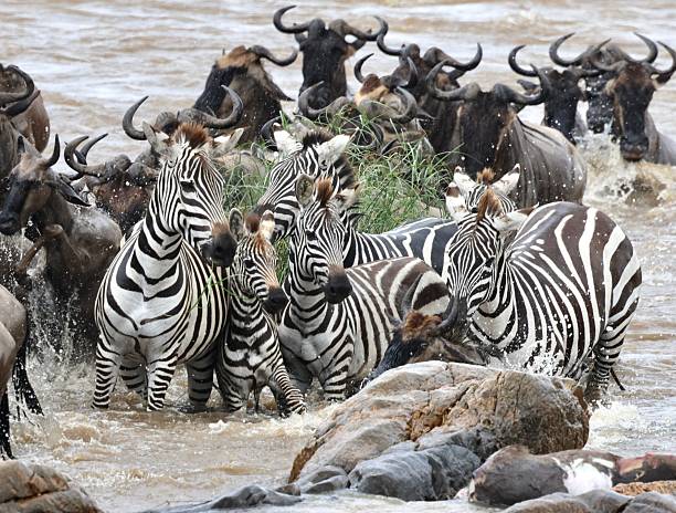 Wildebeest crossing