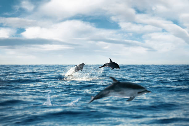 Dolphins