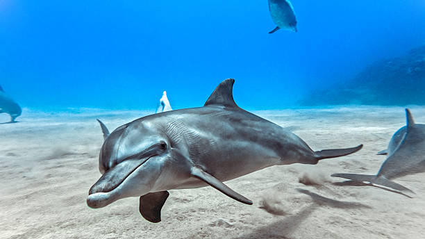 Dolphins