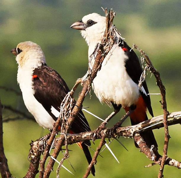 500 Bird Species of Tanzania Tanzania safari guide image 2