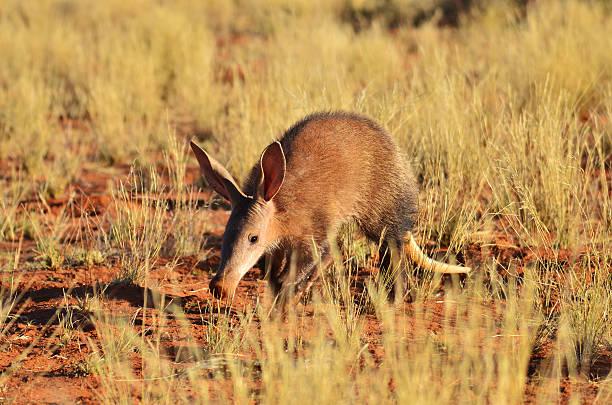 Aardvark Tanzania safari guide image 2