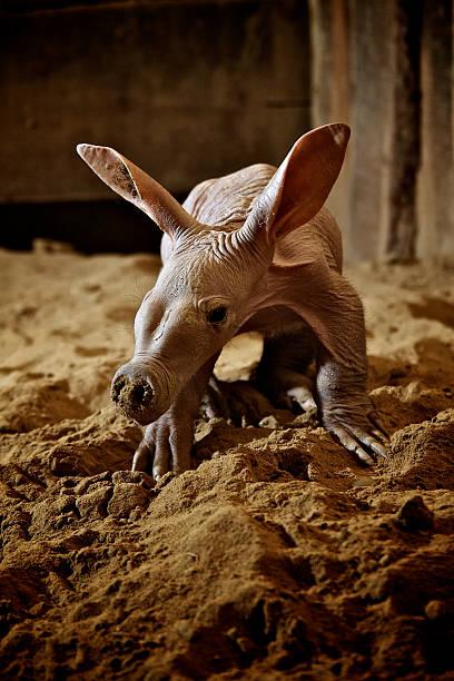 Aardvark Tanzania safari guide image 3