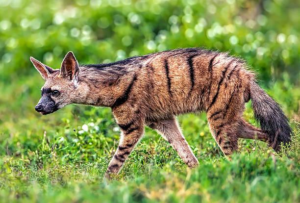 Aardwolf Tanzania safari guide image 1