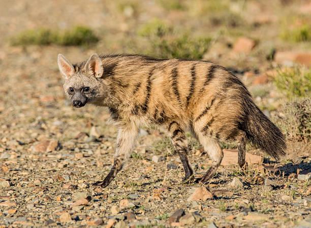 Aardwolf Tanzania safari guide image 2
