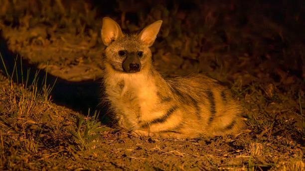 Aardwolf Tanzania safari guide image 3