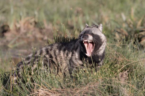 African Civet Tanzania safari guide image 1