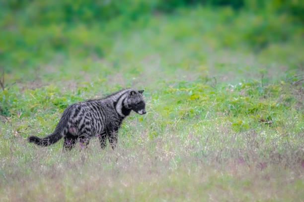 African Civet Tanzania safari guide image 3