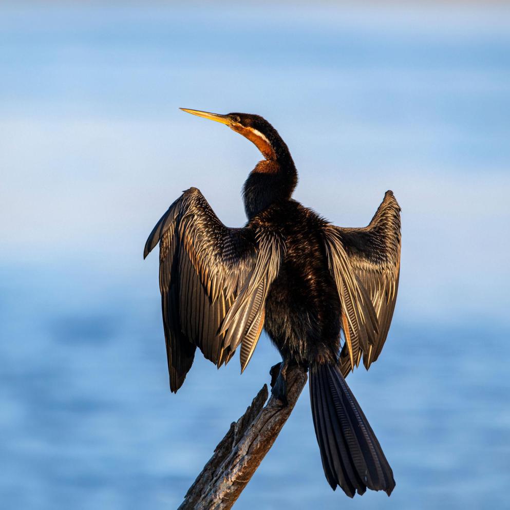 African darter Tanzania safari guide image 2