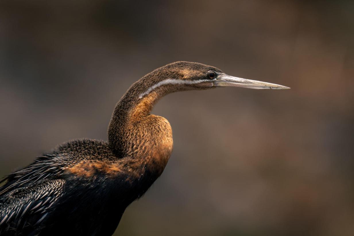 African darter Tanzania safari guide image 3