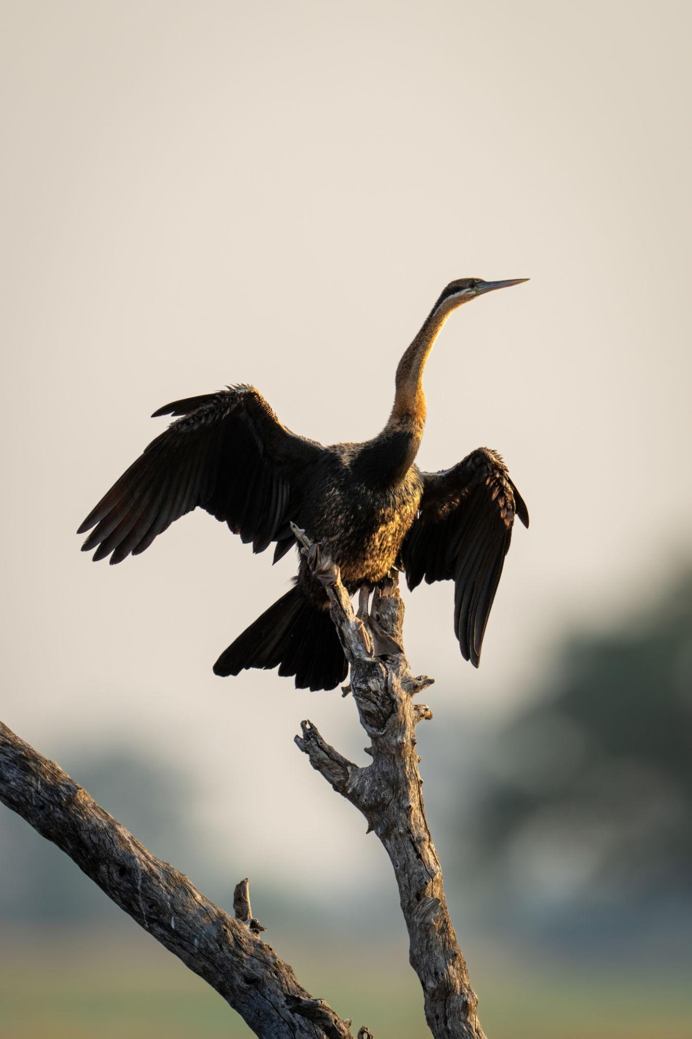 African darter Tanzania safari guide image 4
