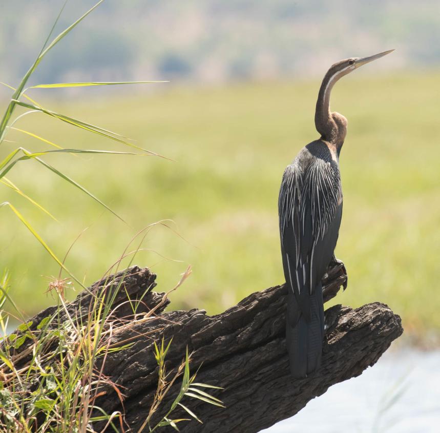African darter Tanzania safari guide image 5