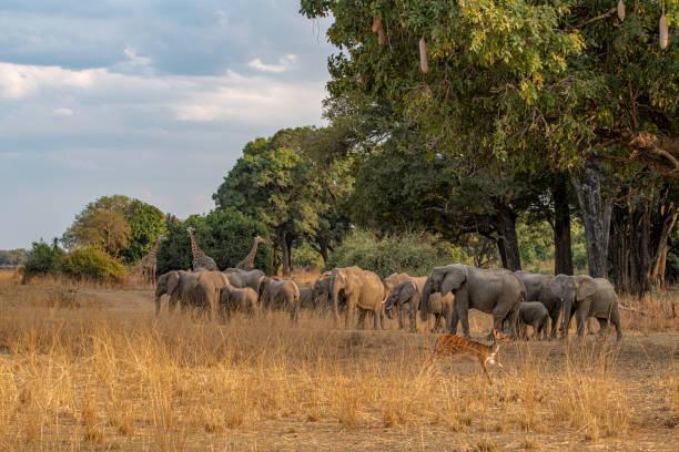 African Elephant Tanzania safari guide image 1