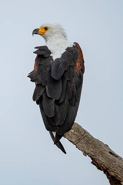 African Fish Eagle Tanzania safari guide image 3
