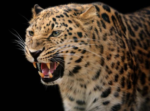 African Leopard Tanzania safari guide image 3