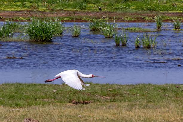 African Spoonbill Tanzania safari guide image 3