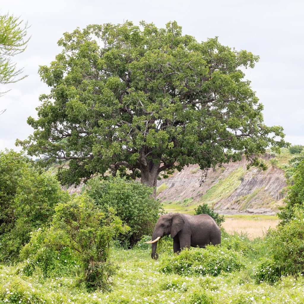 Real travel image for Arusha National Park vs Tarangire Which Short Safari Choice Fits Better?
