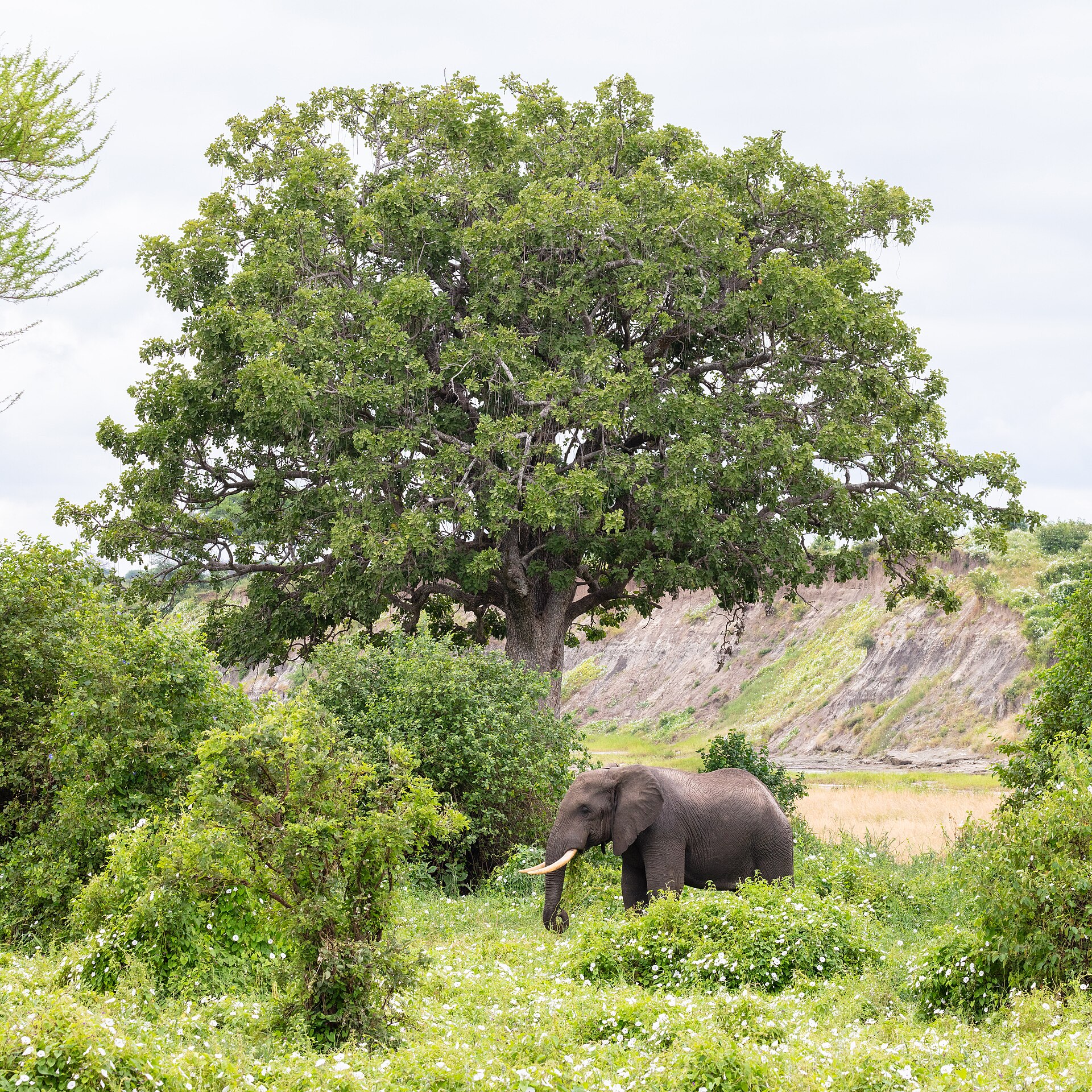 Real travel image for Arusha National Park vs Tarangire Which Short Safari Choice Fits Better?
